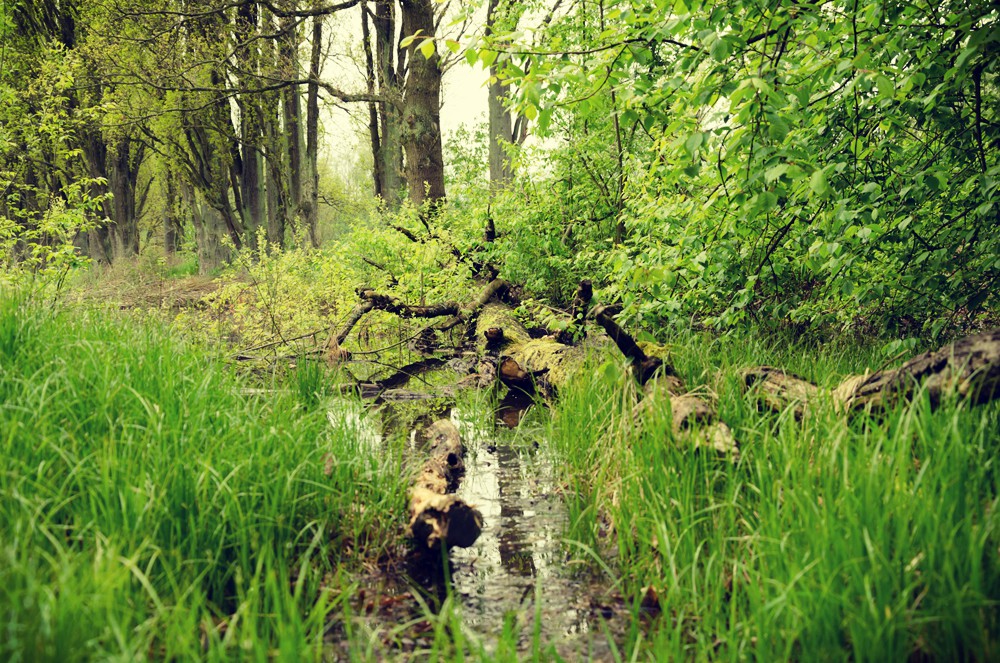 mokrady-patri-k-ekologicky-nejcennejsim-ekosystemum
